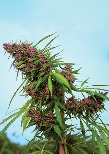 Close-up of a flowering cannabis plant with purple buds against a clear blue sky.