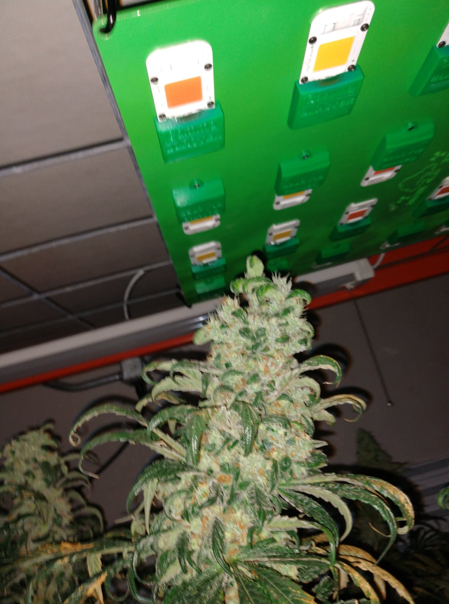 A close-up of a flowering cannabis plant indoors.