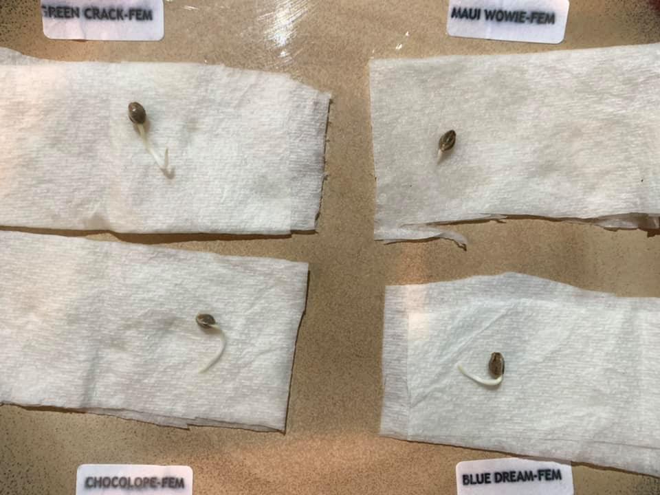 Four labeled sprouting seeds on paper towels.