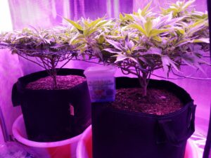 Indoor cannabis plants growing under purple LED lights in large pots.