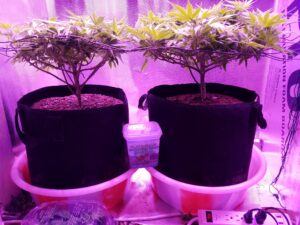 Two indoor plants growing under purple grow lights in black pots.