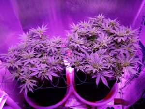 Two cannabis plants growing under purple LED lights in pots.