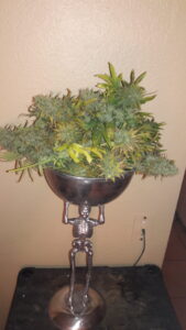 A metal hookah bowl filled with dense cannabis buds.
