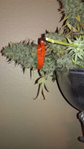 A small orange gecko on a cactus plant near a hanging pot.