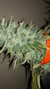 Close-up of a cannabis bud with visible trichomes and leaves in a pot.