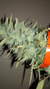 Close-up of a dense, frosty cannabis bud with orange pistils.