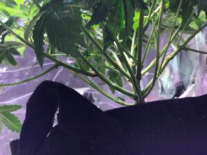 Dark silhouette of a hand reaching towards green leaves under soft light.