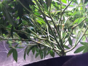 Close-up of green papaya fruits growing on a tree branch.