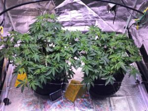 Two cannabis plants growing indoors in fabric pots under grow lights.