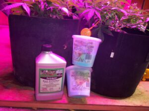 Two containers of plant nutrients and a gallon jug near plants under purple grow lights.