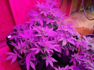 Indoor plants growing under purple grow lights.