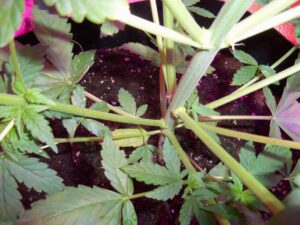 Close-up of a cannabis plant with green leaves and buds.