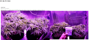 Indoor cannabis plants growing under purple LED lights.