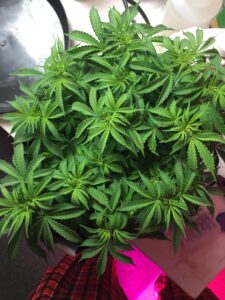 A lush green cannabis plant with multiple leaves.