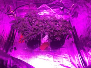 Two cannabis plants growing under purple LED lights indoors.