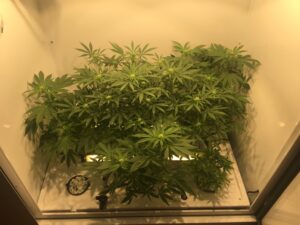 Indoor cannabis plants growing under artificial light.