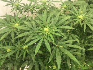 Indoor cannabis plants growing under artificial light.