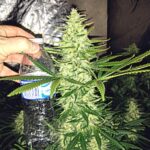 Close-up of a mature cannabis bud being held beside a water bottle.