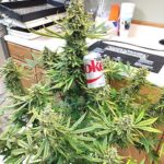 A large cannabis plant with a soda can for scale.
