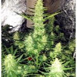 Close-up of a cannabis plant with dense buds and leaves.