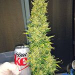 A large cannabis bud held next to a can of Diet Coke for size comparison.
