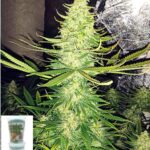 Close-up of a dense cannabis bud covered in trichomes.