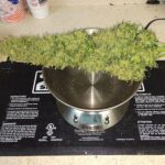 Large cannabis buds placed on a digital scale for weighing.