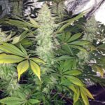 Close-up of a cannabis plant with dense buds and green-yellow leaves.