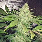 Close-up of a cannabis plant with dense buds and vibrant green leaves.