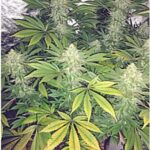 A cannabis plant with green and yellowing leaves in a growing environment.