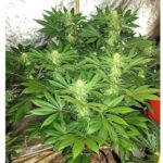 A lush cannabis plant with dense buds and vibrant green leaves.