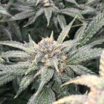 Close-up of a frosty cannabis bud with trichomes on green leaves.