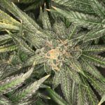 Close-up of a cannabis bud with trichomes on green leaves.