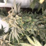 Close-up of a cannabis bud covered in trichomes and pistils.