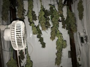 Bunches of green herbs hanging to dry near a small fan.