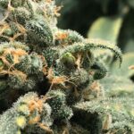 Close-up of a frosty cannabis bud with orange pistils.