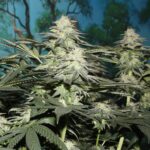 Close-up of cannabis plants with buds and leaves.