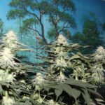 Lush cannabis plants with dense buds under a clear blue sky and trees.