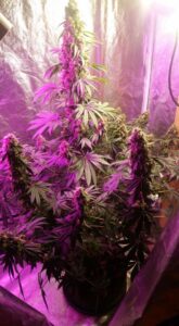 Cannabis plants growing under purple LED lights indoors.