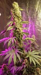 A tall cannabis plant with dense buds and purple lighting.