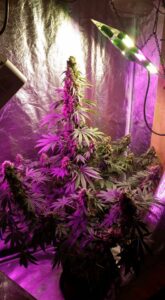 Indoor cannabis plants illuminated by purple grow lights.