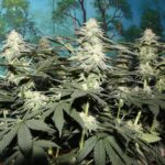 Mature cannabis plants with dense buds in an outdoor setting.