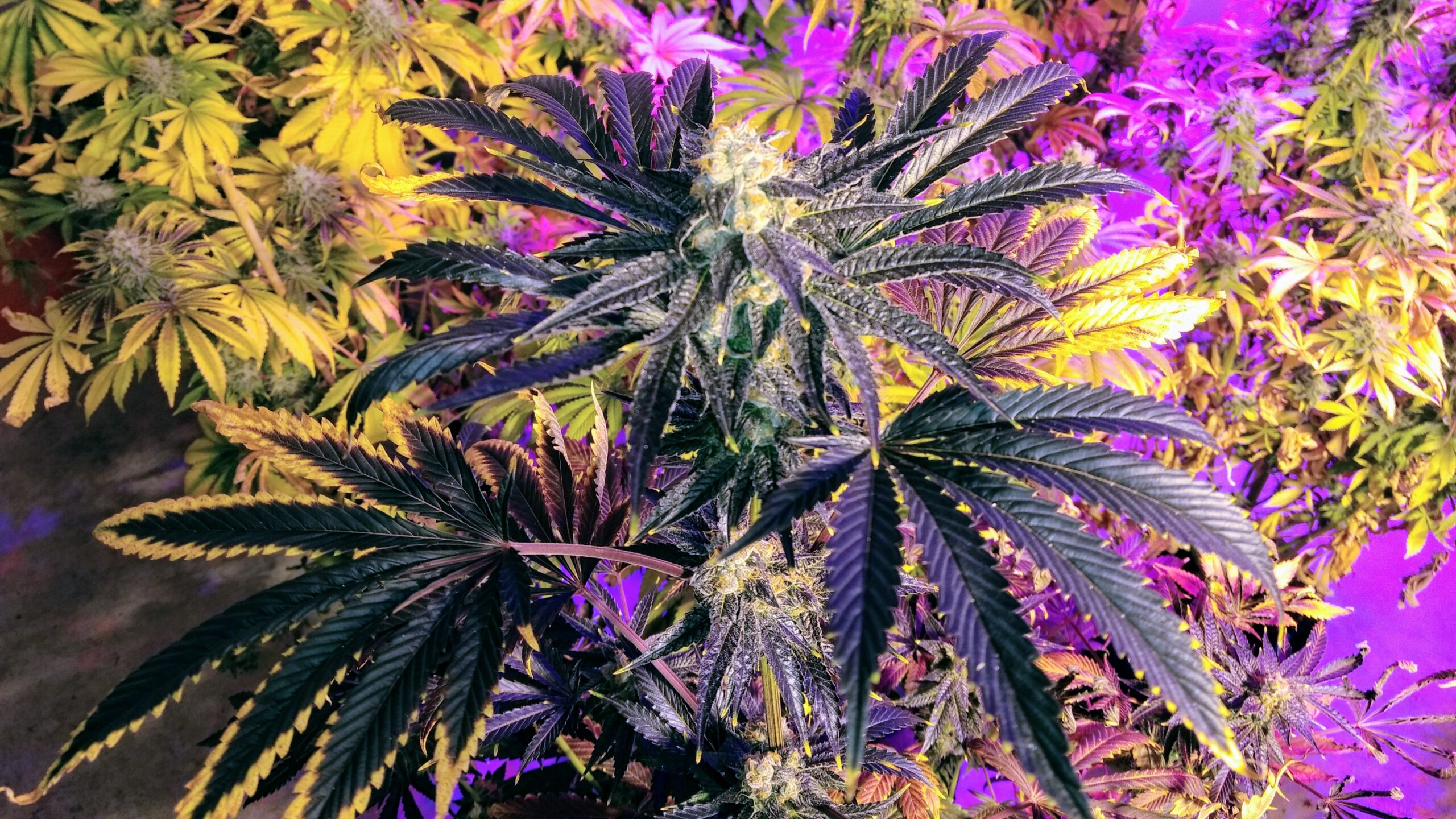 Close-up of a cannabis plant with vibrant purple and green hues under grow lights.