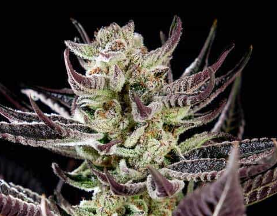 Close-up of a frosty cannabis bud with purple leaves.