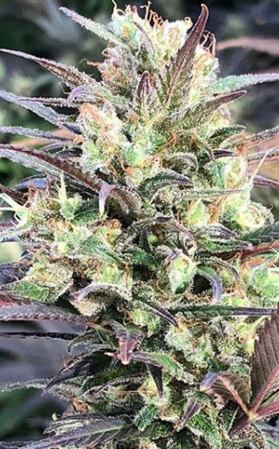 NukeHeads Cancer Blaster - PHOTO - NUKEHEADS GENETICS