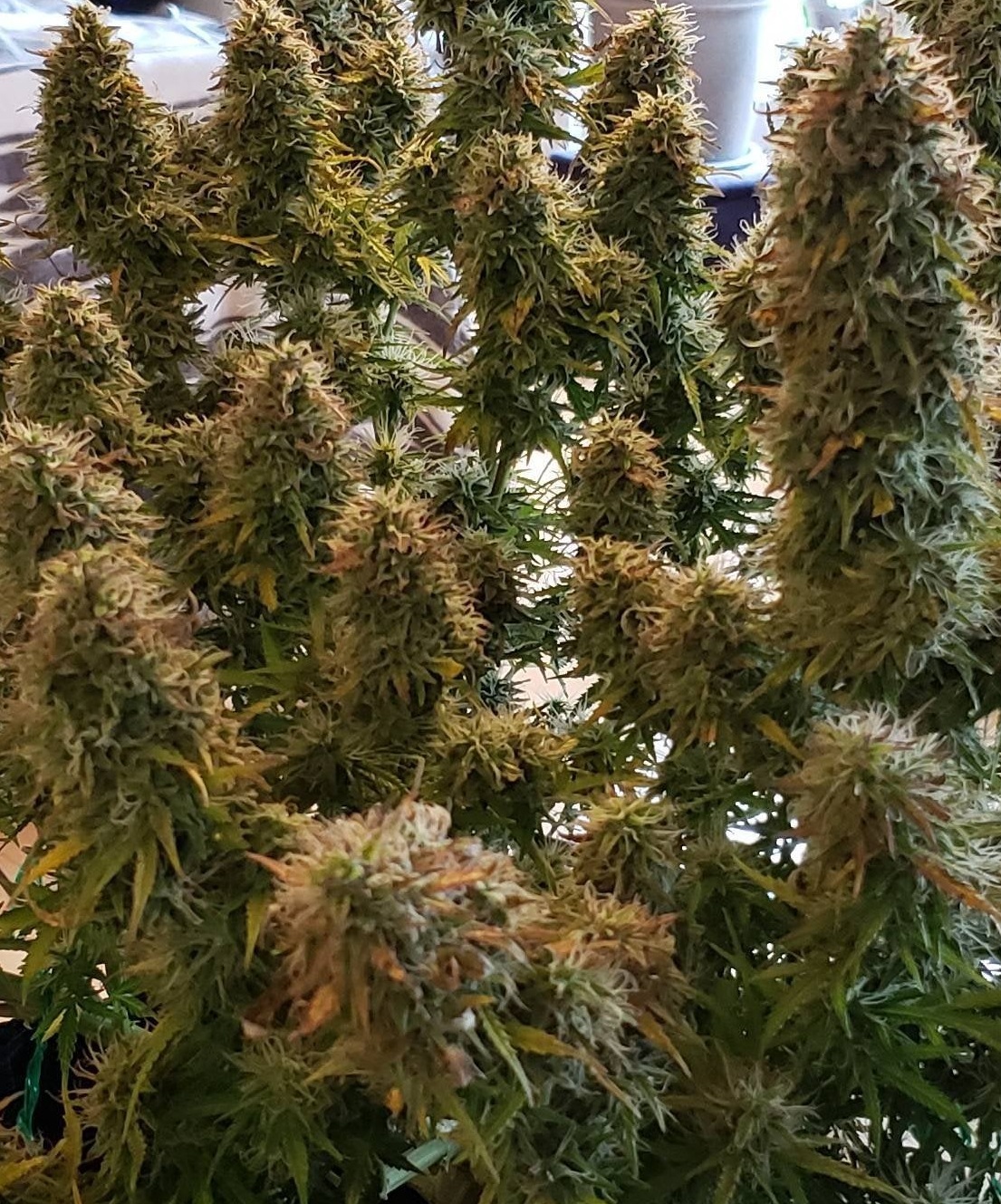 Close-up of cannabis buds covered in trichomes.