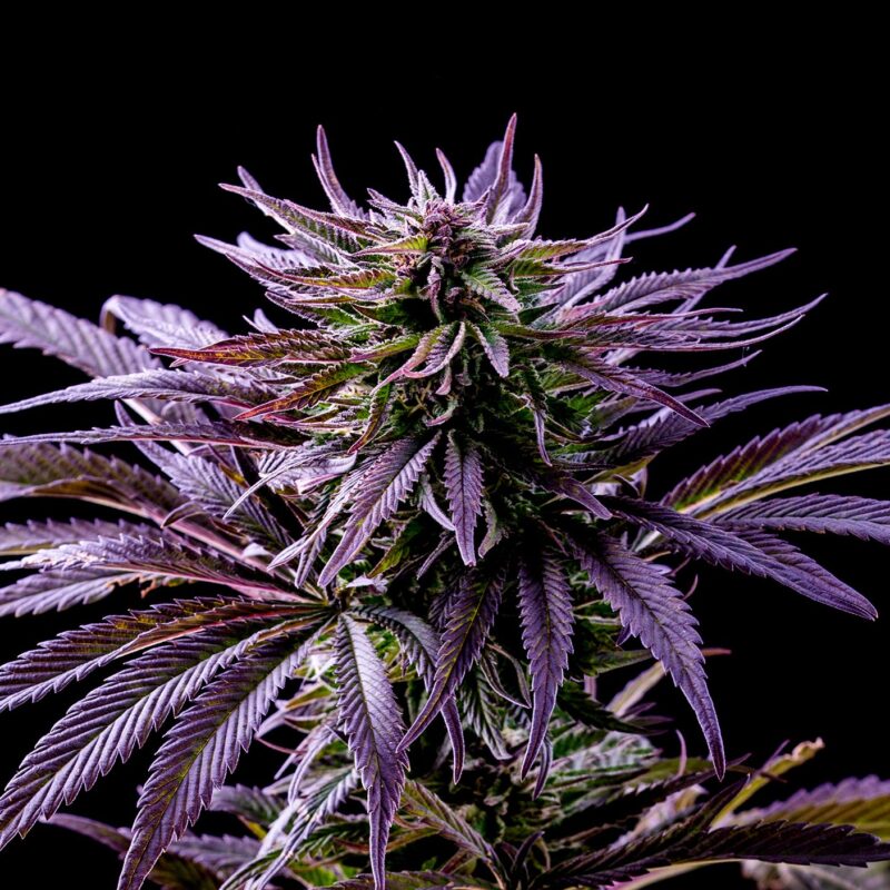 AUTOFLOWER FEM SEEDS - CLICK IMAGE TO SHOP