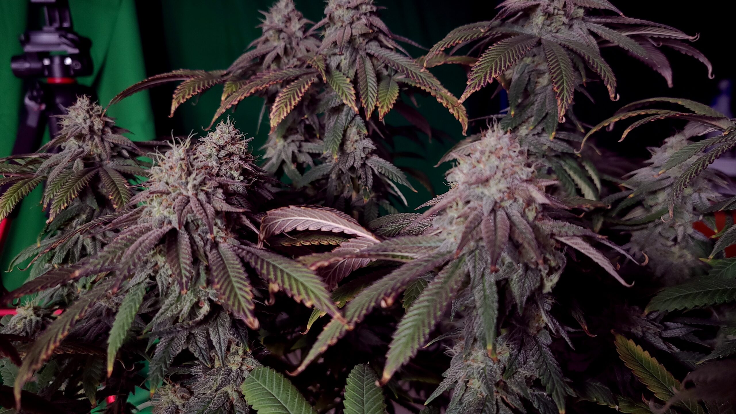 Close-up of purple cannabis buds with trichomes and leaves.