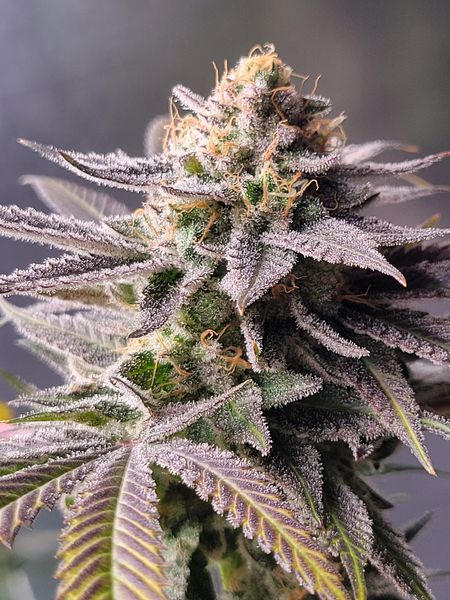 Close-up of a frosty cannabis bud with purple hues and trichomes.
