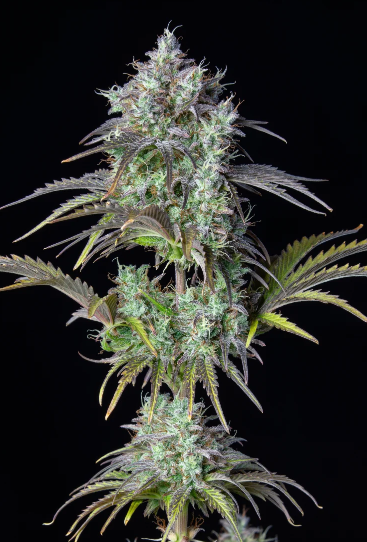 Close-up of a cannabis plant with dense buds and frosty trichomes.